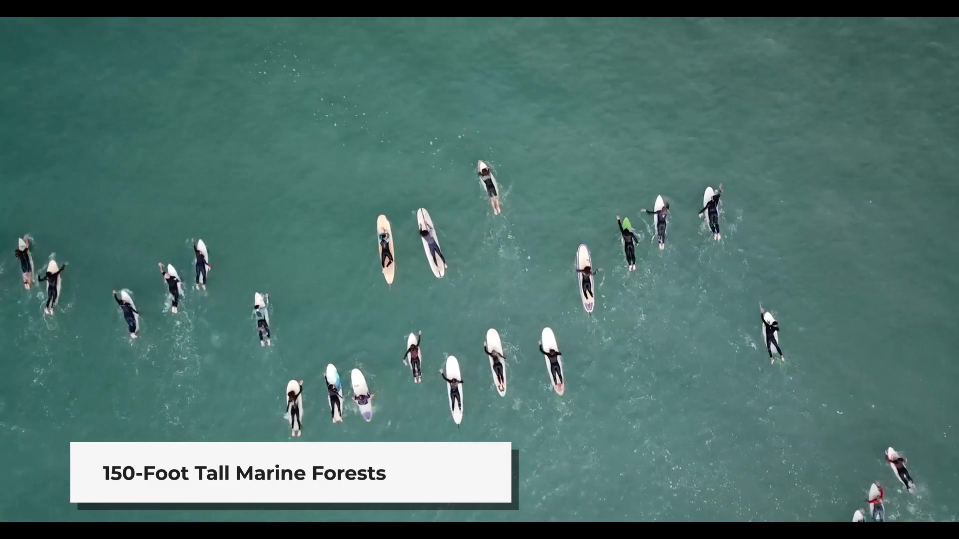 How Kelp Forests Shape San Diego's Surf Conditions