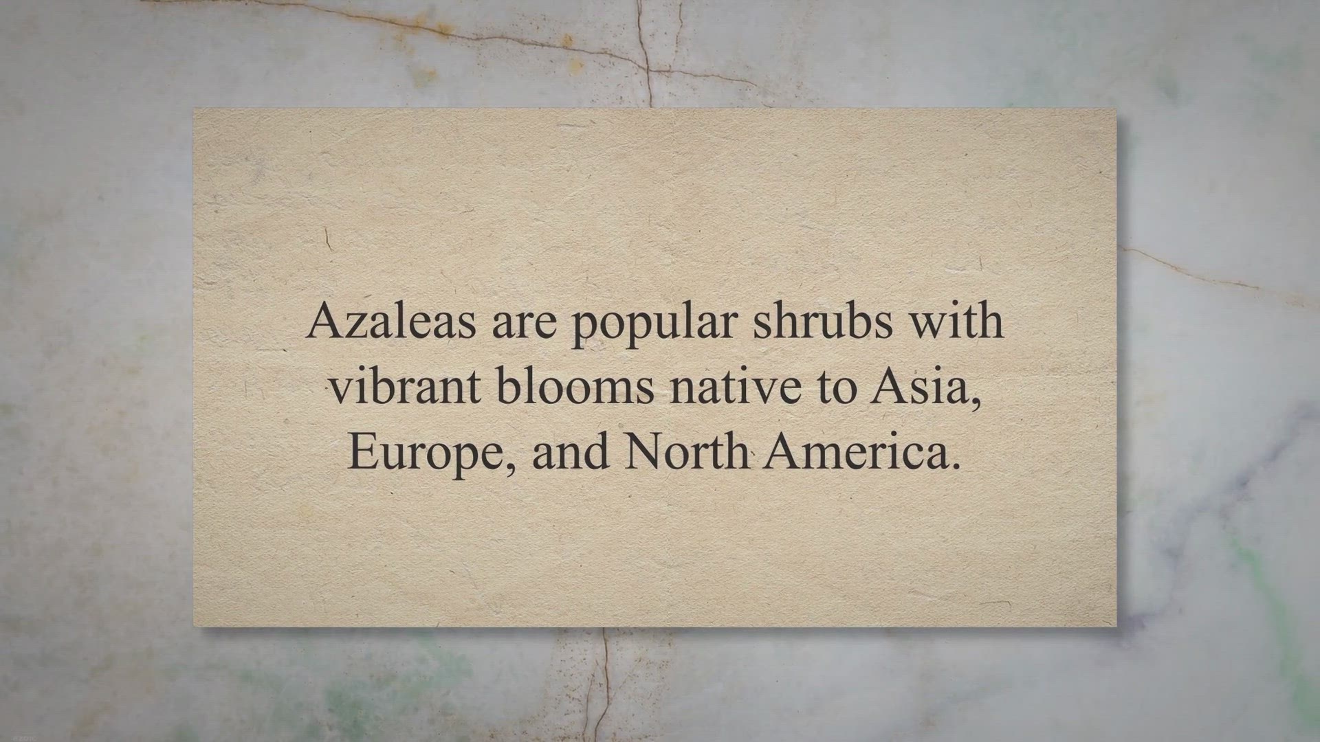 Video thumbnail for Do Rabbits Eat Azaleas? Step-By-Step Guide