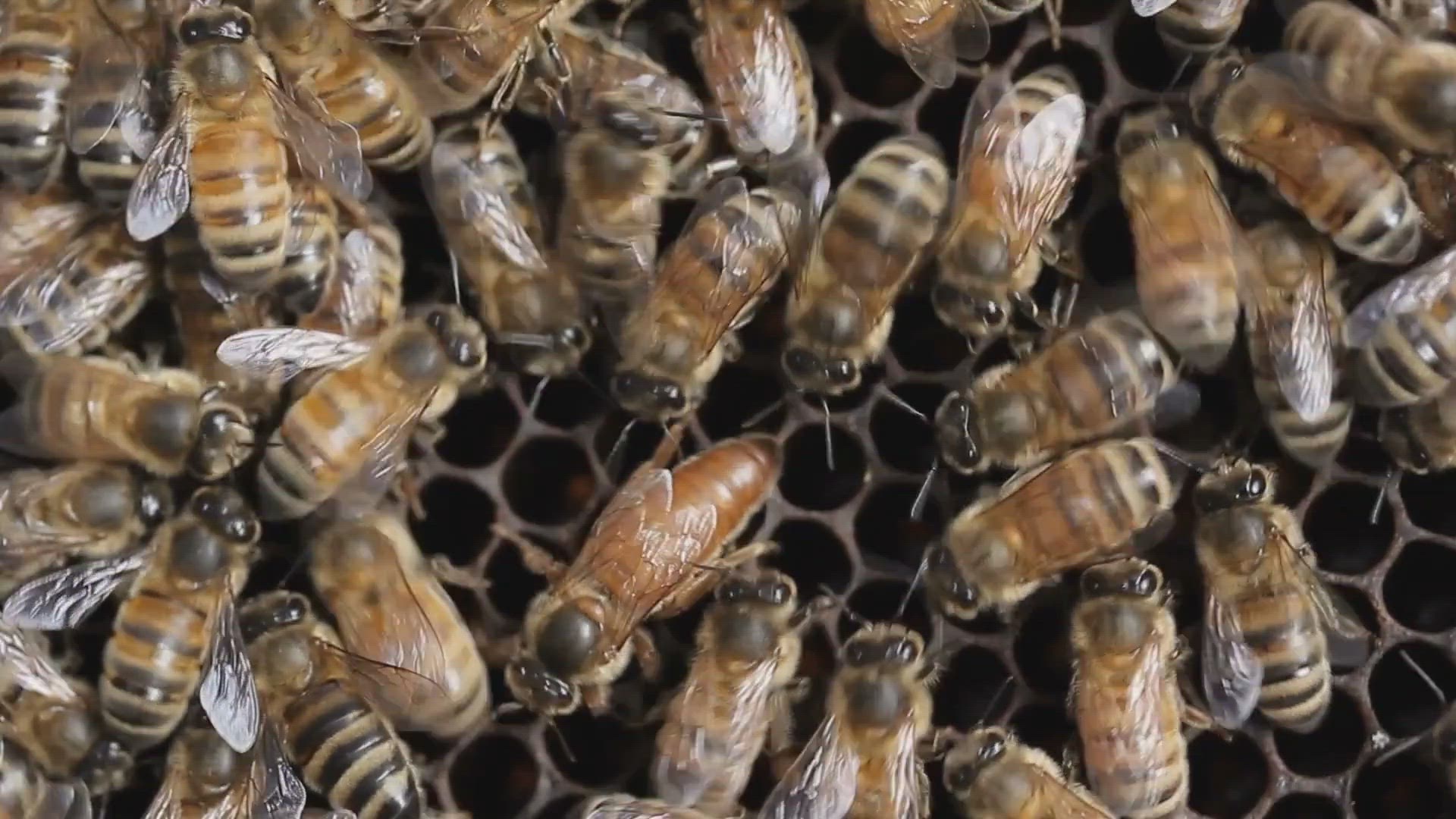 'Video thumbnail for Abejas han asesinado a cuatro personas en las últimas dos semanas en el Quindío'