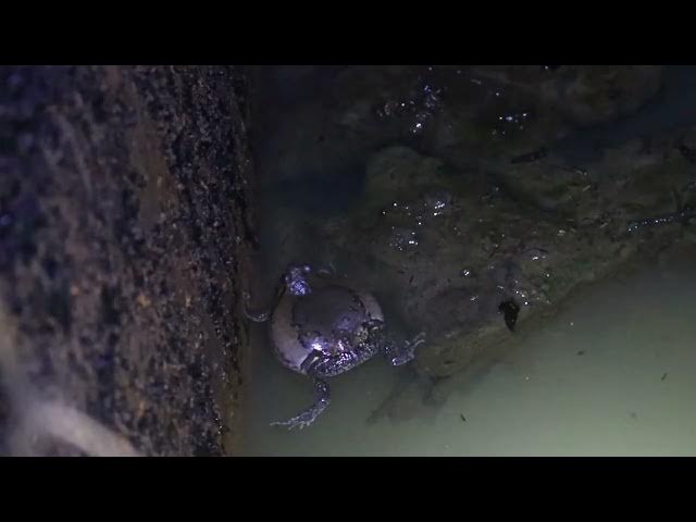 Video thumbnail for Nosy sound frog crie at night