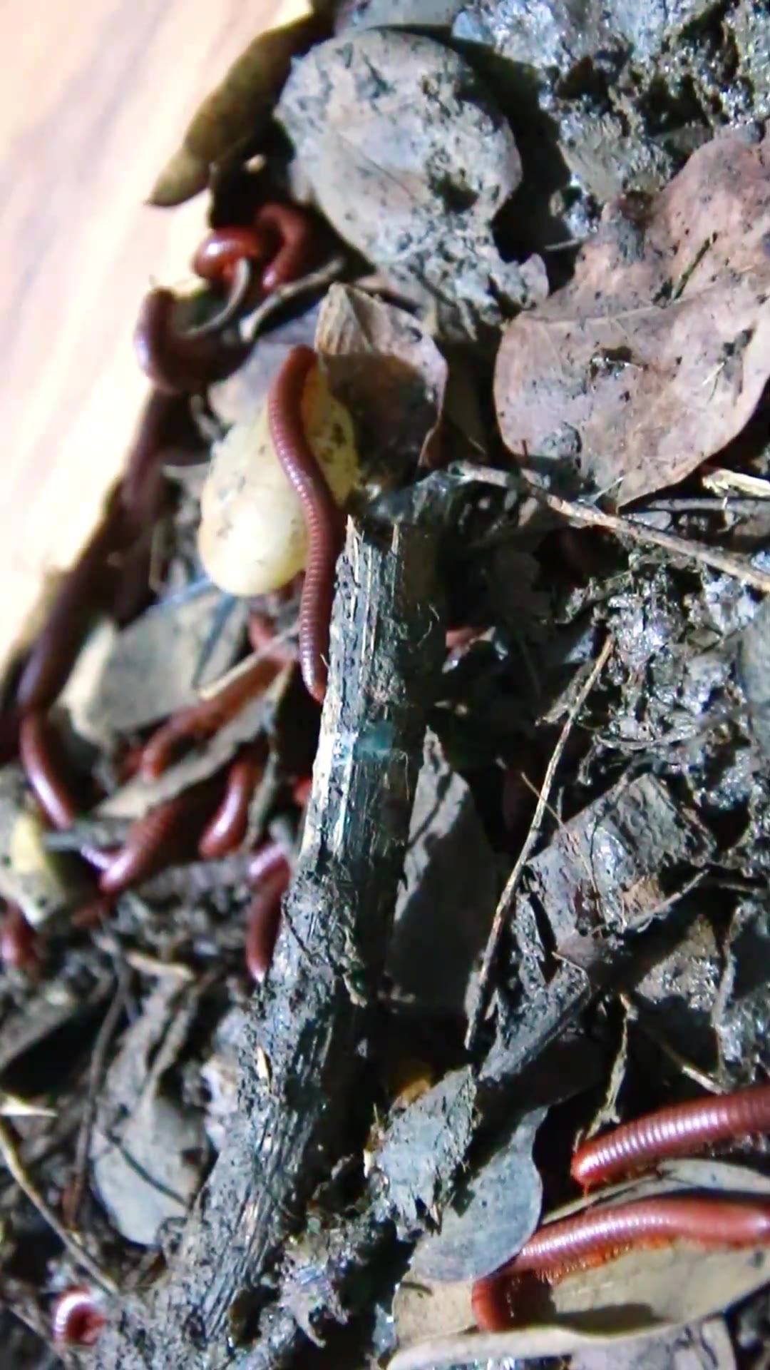 'Video thumbnail for snail Red Venomous Centipede'