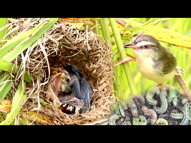 'Video thumbnail for Wild Bird Catching Dragonflies, Dragonflies, animals,insects Feed Babies In Nest [ @ViralBirdNest  ]'