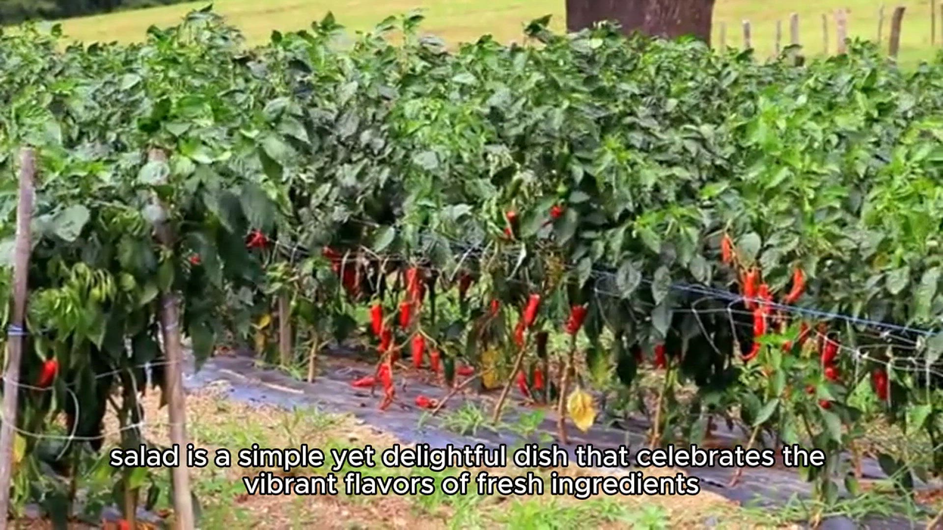 Video thumbnail for Caprese Salad Recipe