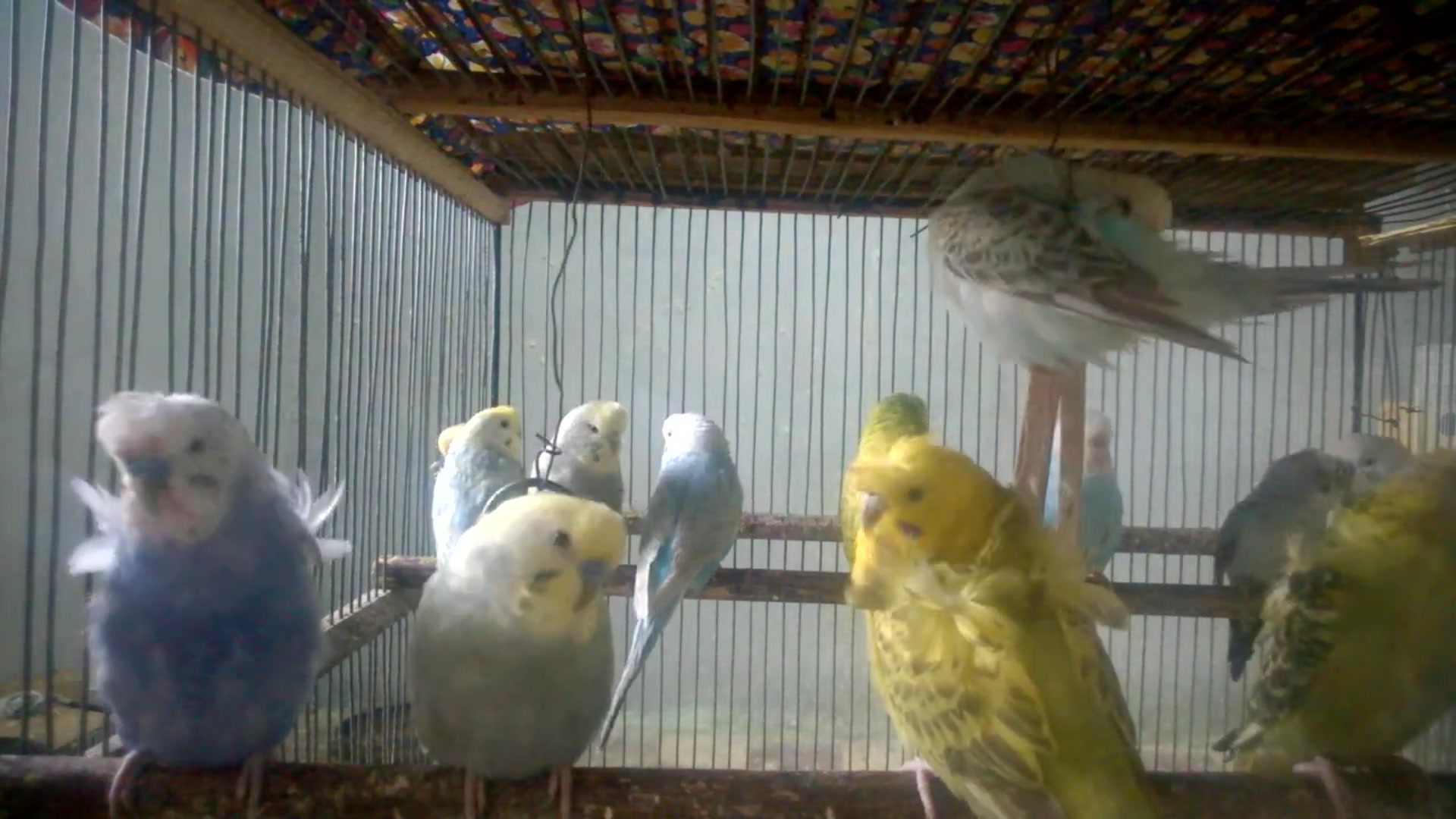 'Video thumbnail for The Cutest Budgie Sound Compilation Ever 🐦🥰  So Soothing!'