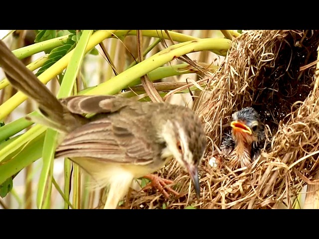 'Video thumbnail for Grasshopper Meal: Mother Bird Nurtures Nesting Chicks  [ @ViralBirdNest ]'