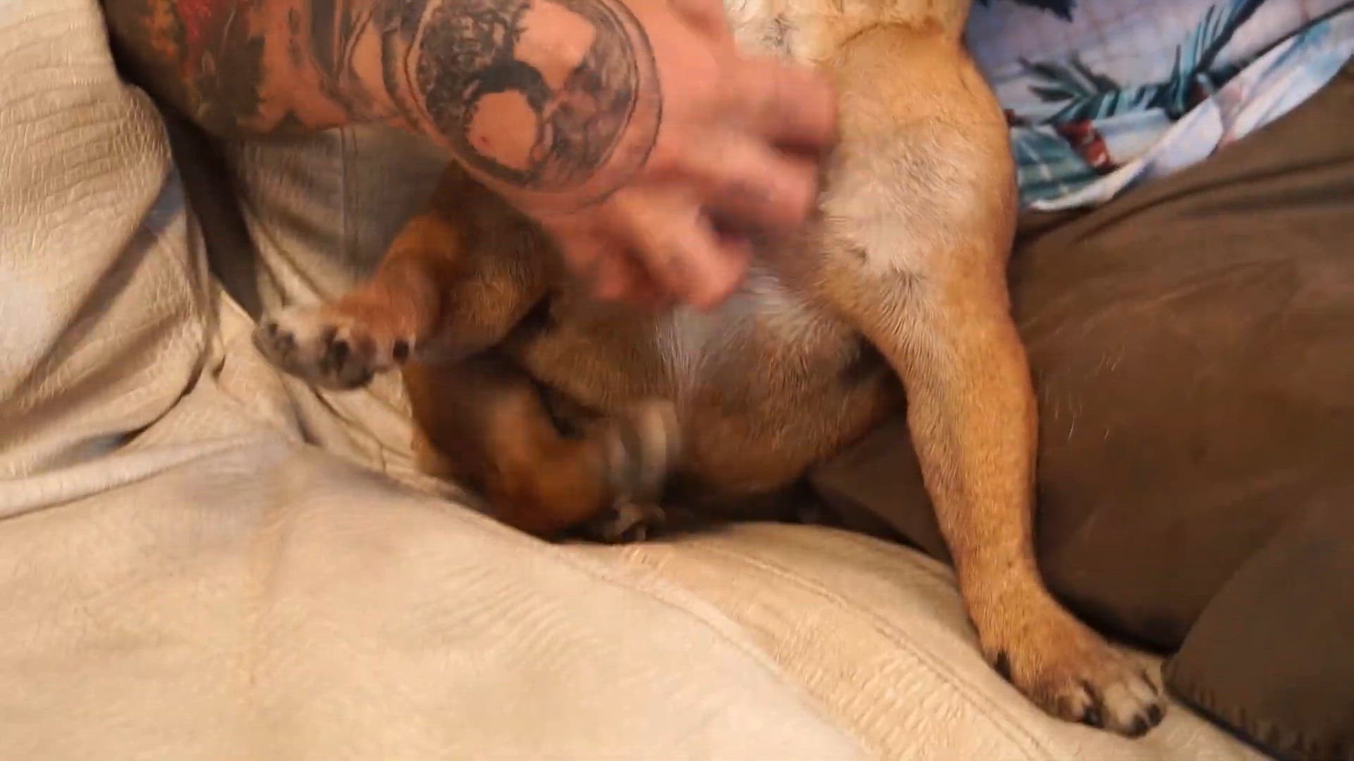 'Video thumbnail for Bulldogue Francês e Fluffy: São a Mesma Raça? Descubra as Diferenças! 🐾✨'