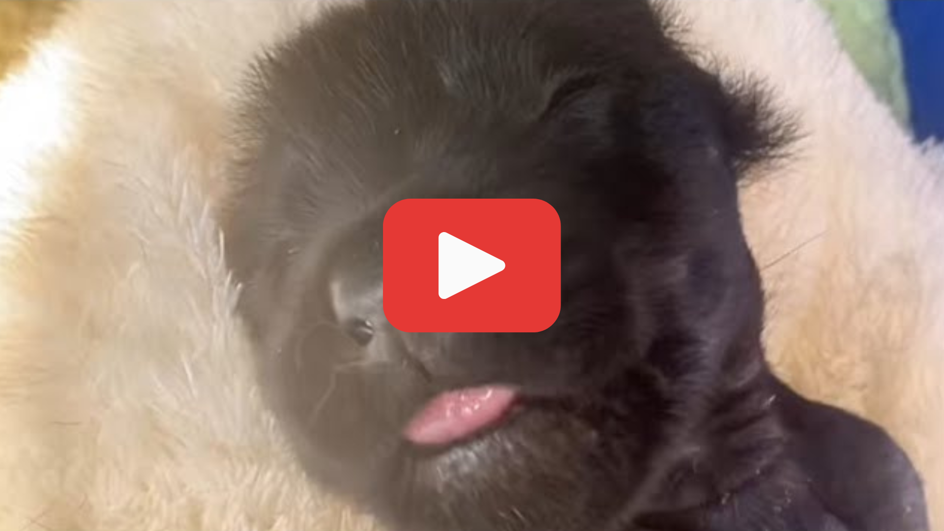 'Video thumbnail for Frozen and Lifeless, the Puppy Was Seconds from Death—Then a Miracle Happened'