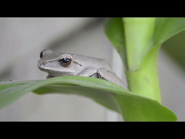 Video thumbnail for The Fascinating Relationship Between Frogs and Spiders