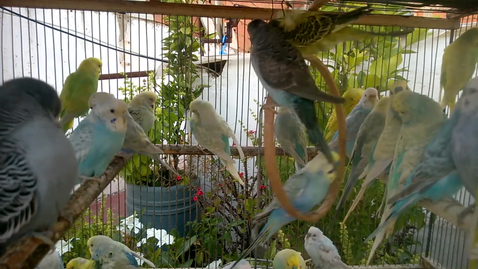 'Video thumbnail for Rainbow Budgies Bringing the LOLs Cutest Moments Ever! 🥰💛 #FunnyVideos'