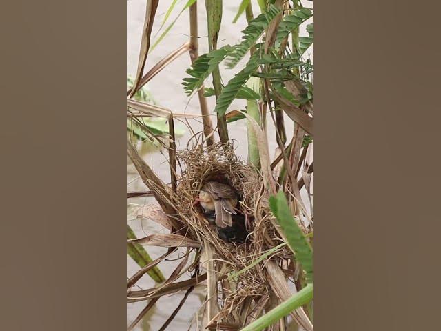 'Video thumbnail for birds food eating  #birdparenting #birdwatching #birdslover #birdspotting #trending'