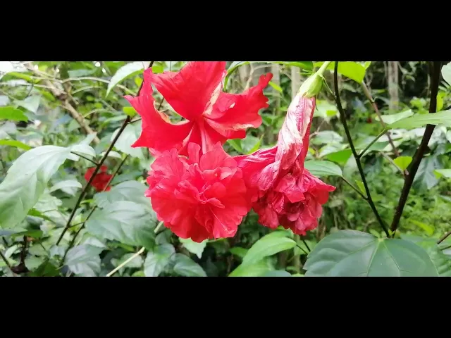 Video thumbnail for Shoeblack Flower