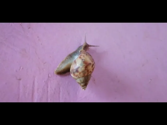 Video thumbnail for Snail Animal