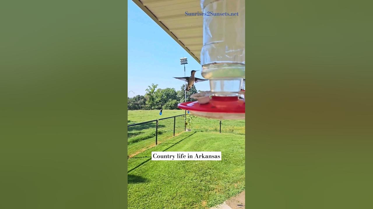 Video thumbnail for Hummingbird in slow motion. Arkansas Country Life.