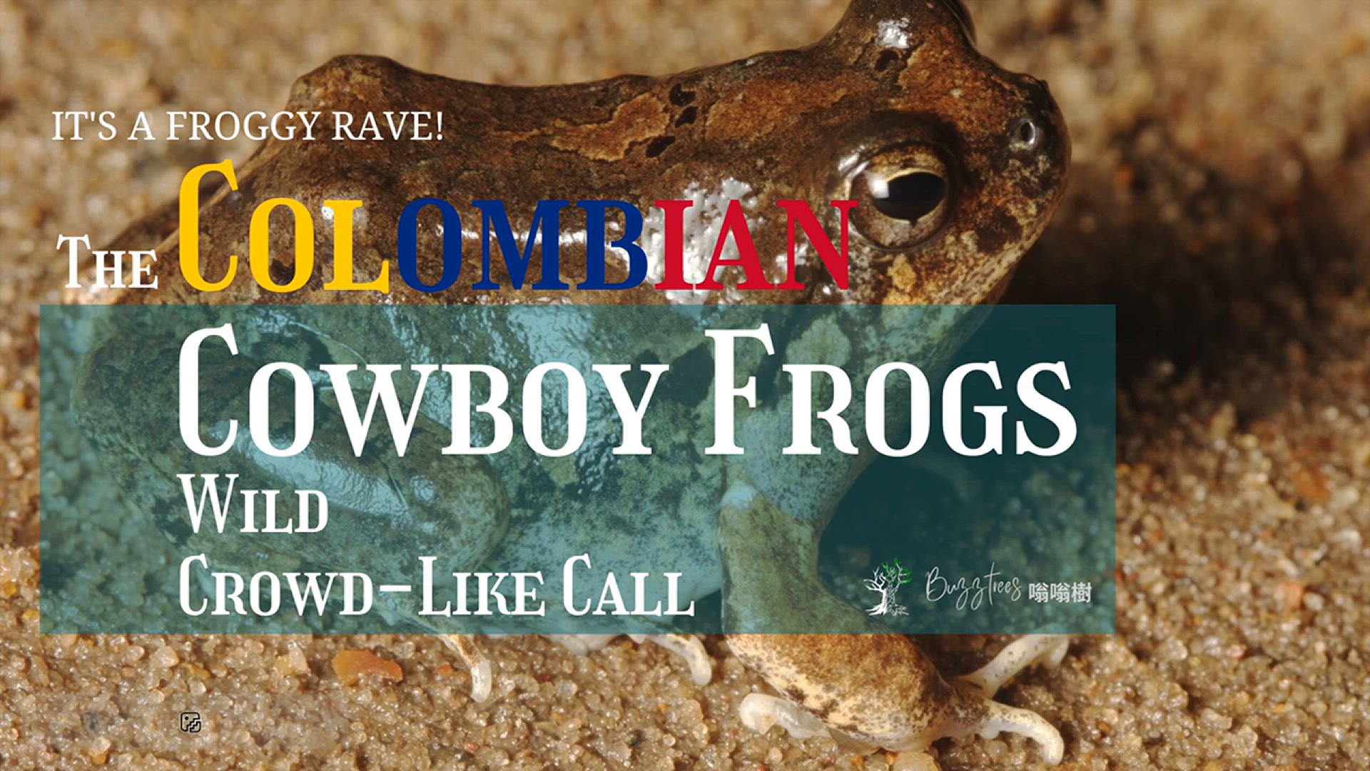 'Video thumbnail for The Colombian Cowboy Frog - A Tiny Frog with a Giant Voice'