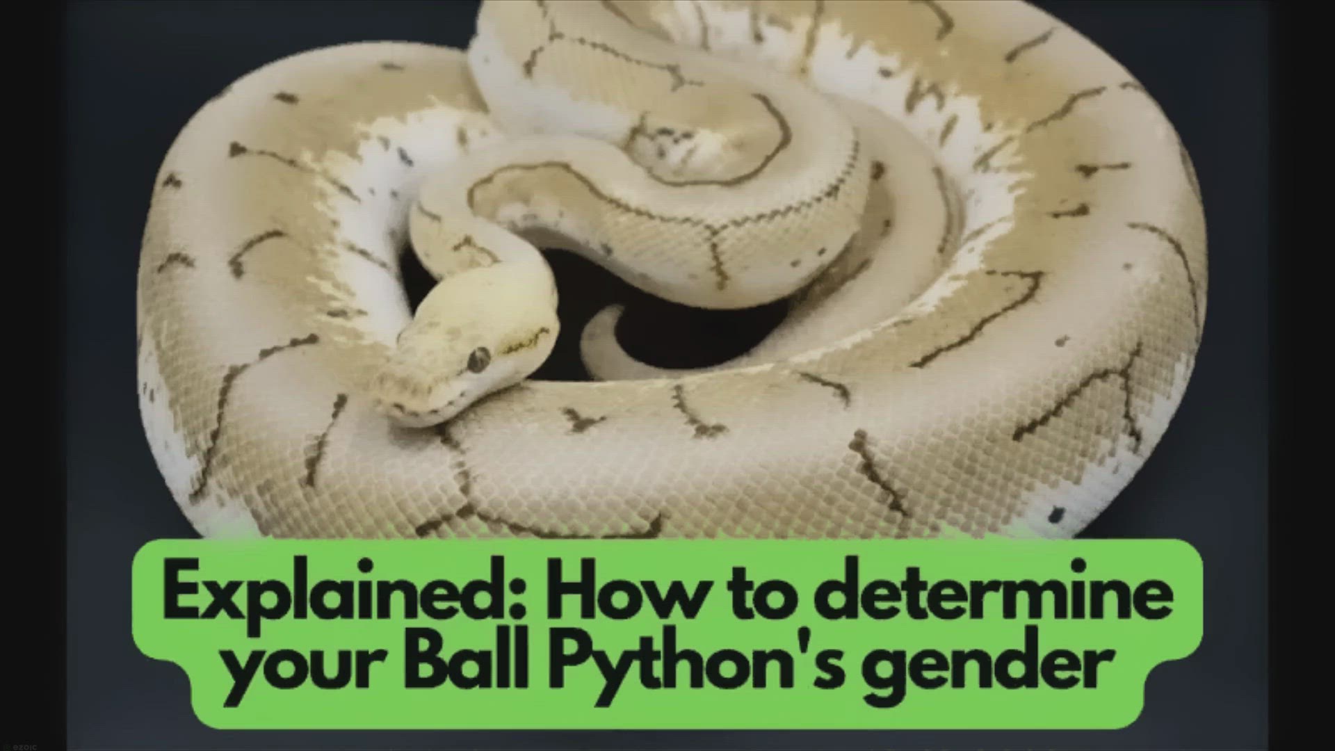 Video thumbnail for Do female ball pythons have spurs on their bodies?