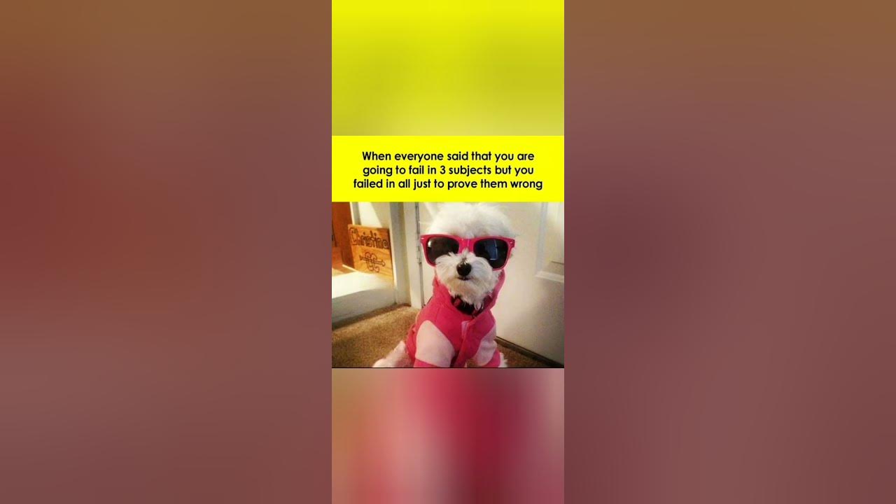 'Video thumbnail for Memes only Legends will find funny,op memes | Relatable memes | #220 #shorts #memes #anonymous #meme'