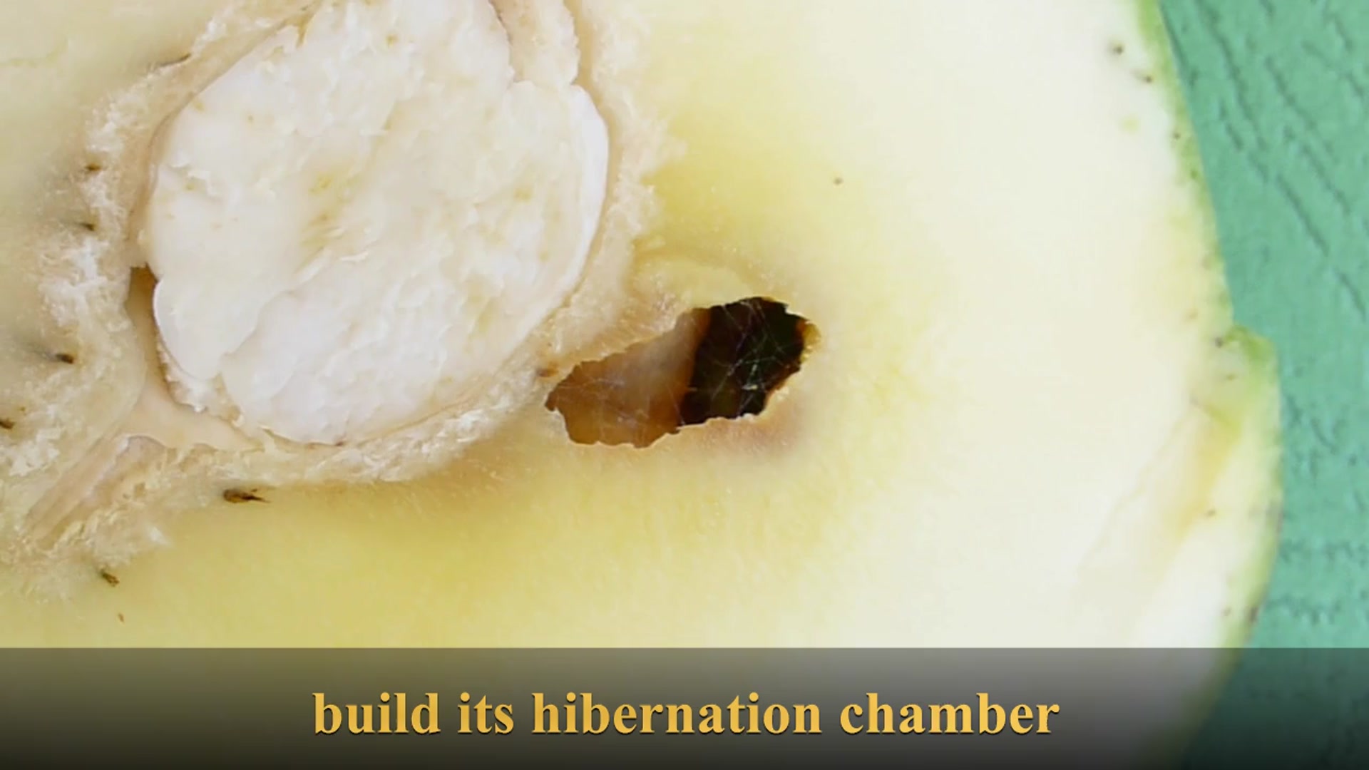 Video thumbnail for The Mango Pulp Weevil Larva Builds Its Hibernation Chamber
