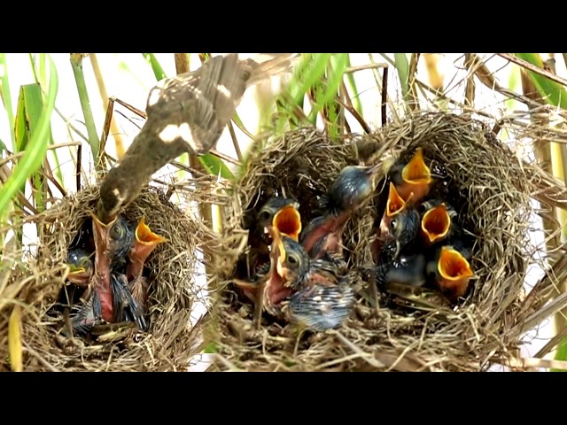'Video thumbnail for Mother Bird Grown Sparrow Feed babies Cries Feed in nest after back catch food  [ @ViralBirdNest ]'