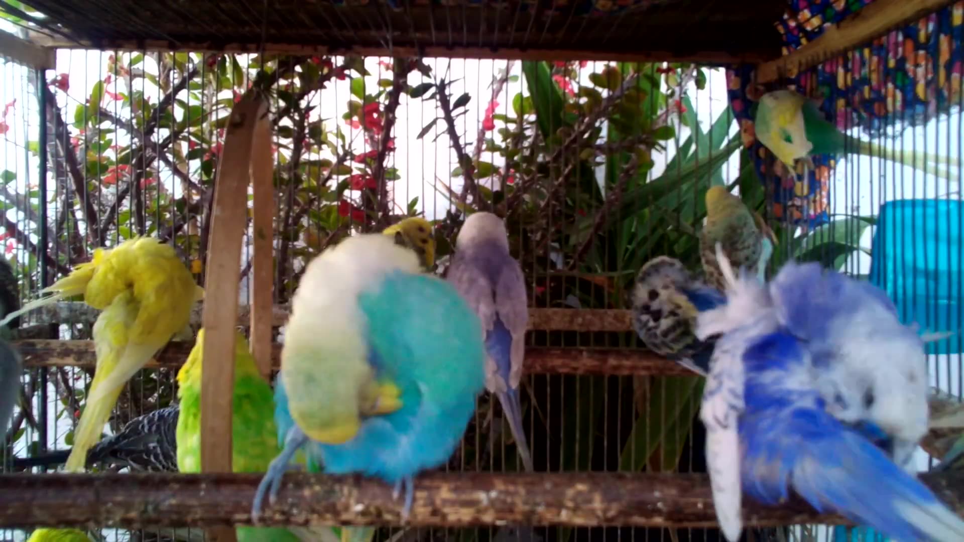 'Video thumbnail for Budgies Sharing Food  Silent Friendship Scene 💕'