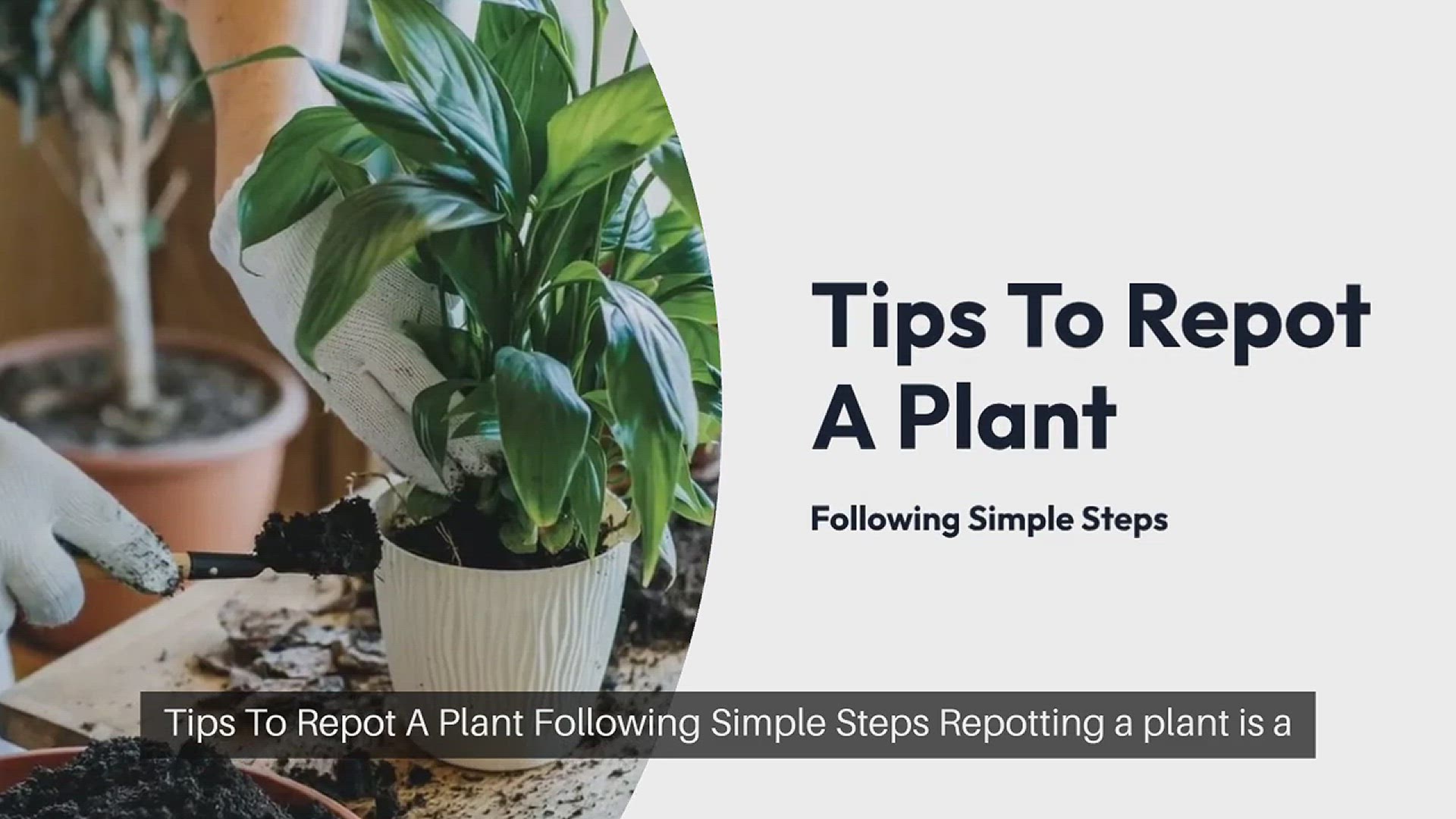 How to repot Basil step by step Plant Propagation