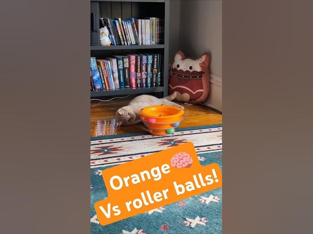 Video thumbnail for Shine's ball-track cat toy 🐈⬛🐈Soot & Shine