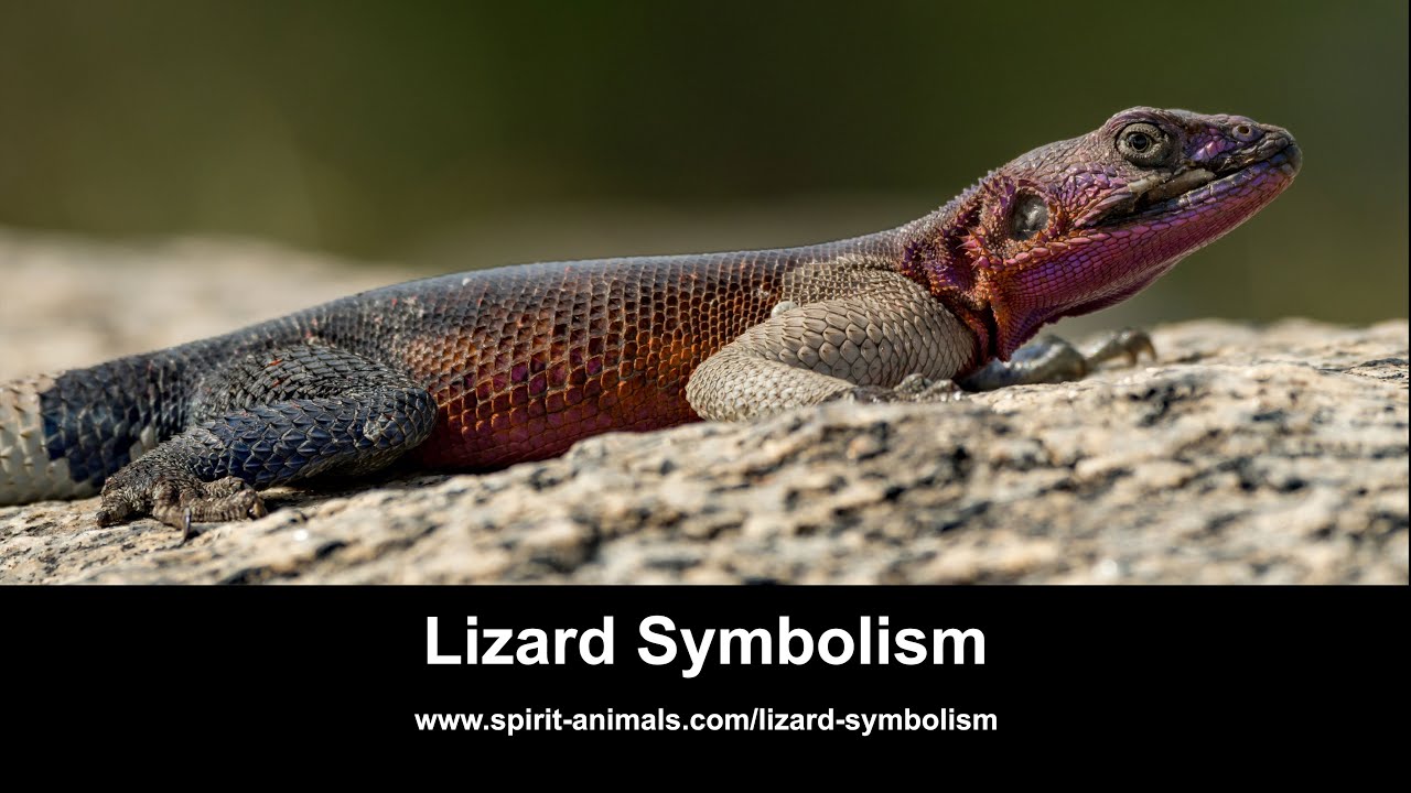 Video thumbnail for Lizard Symbolism