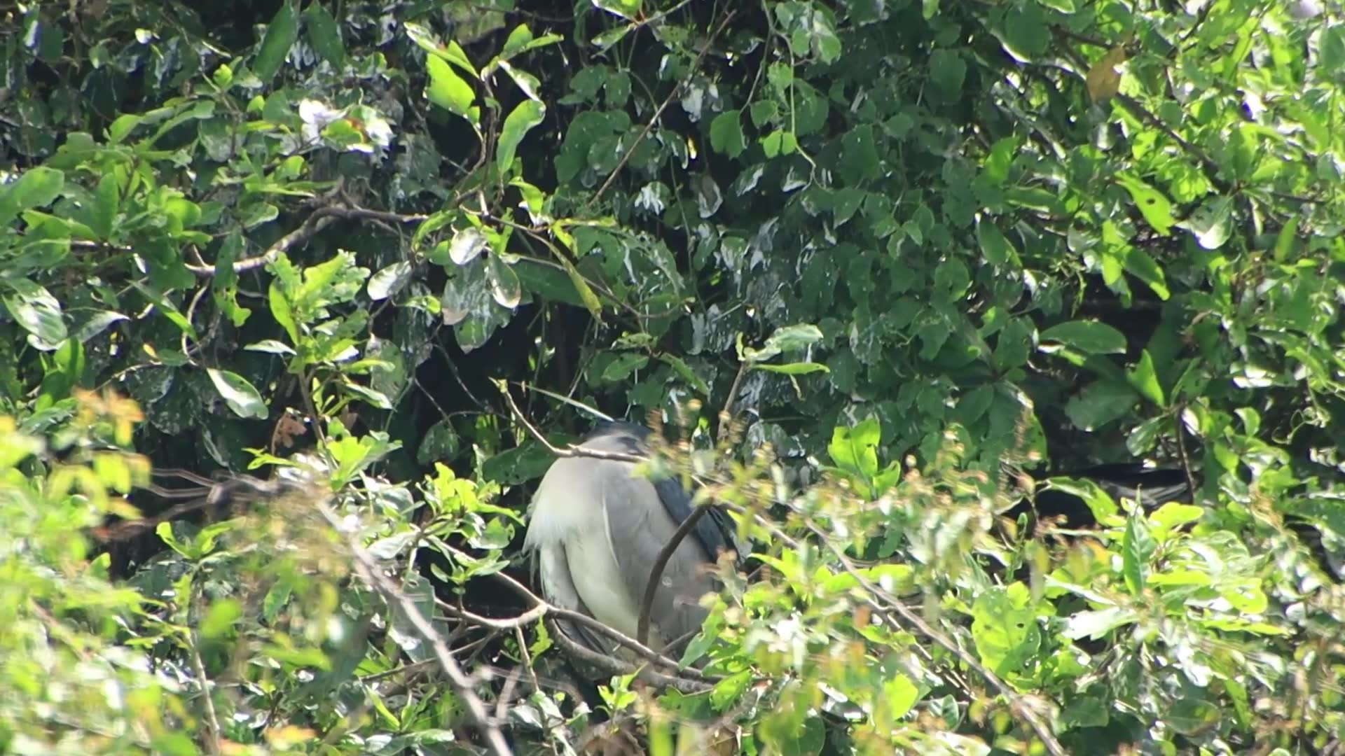 'Video thumbnail for Wild bird sleep on nest'