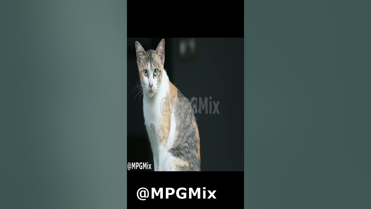 Video thumbnail for لقطات قطط جميله Beautiful cats
