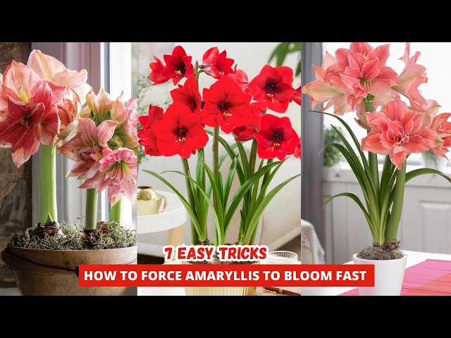 Video thumbnail for How to Force Amaryllis to Bloom | 7 Expert Tips to Make Your Amaryllis Bloom Like Crazy