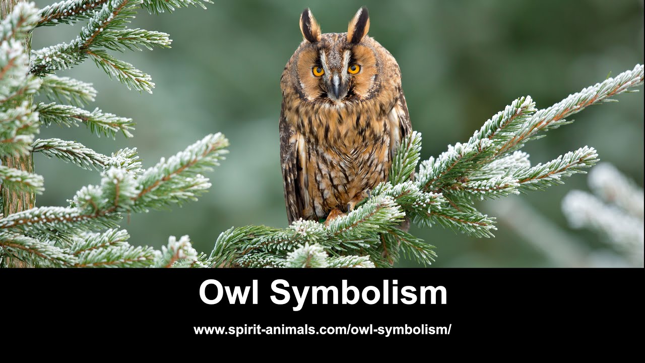 Owl Totem Meaning (Spirit Animal) - Sanctuary Everlasting