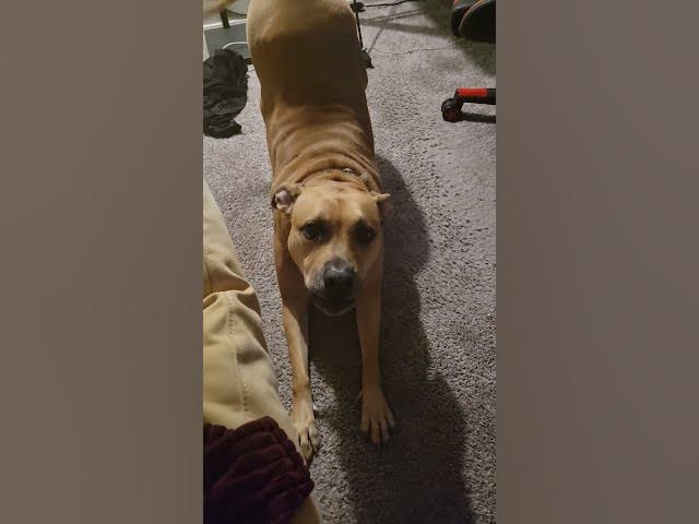 Video thumbnail for Alice wants Tacos