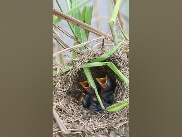 'Video thumbnail for cute wild babies bird'