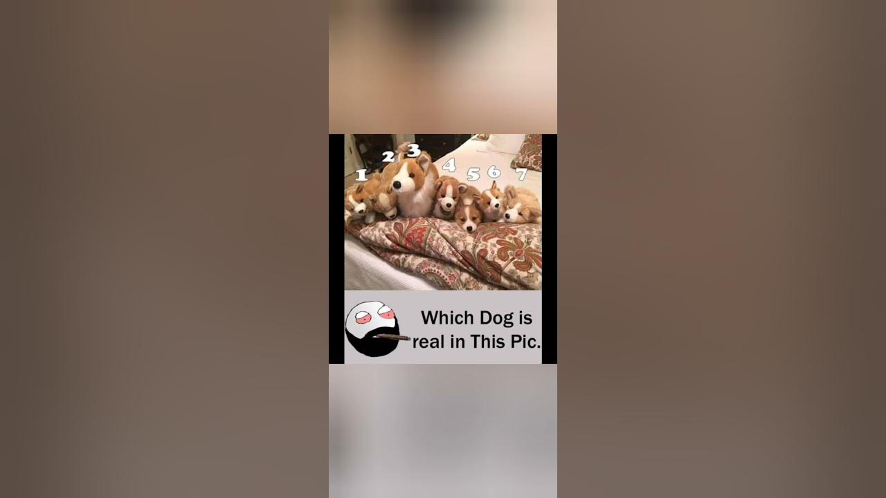 'Video thumbnail for funny memes that will make you laugh #481 || legend memes ||  funny relatable memes 😂 #clean #shorts'