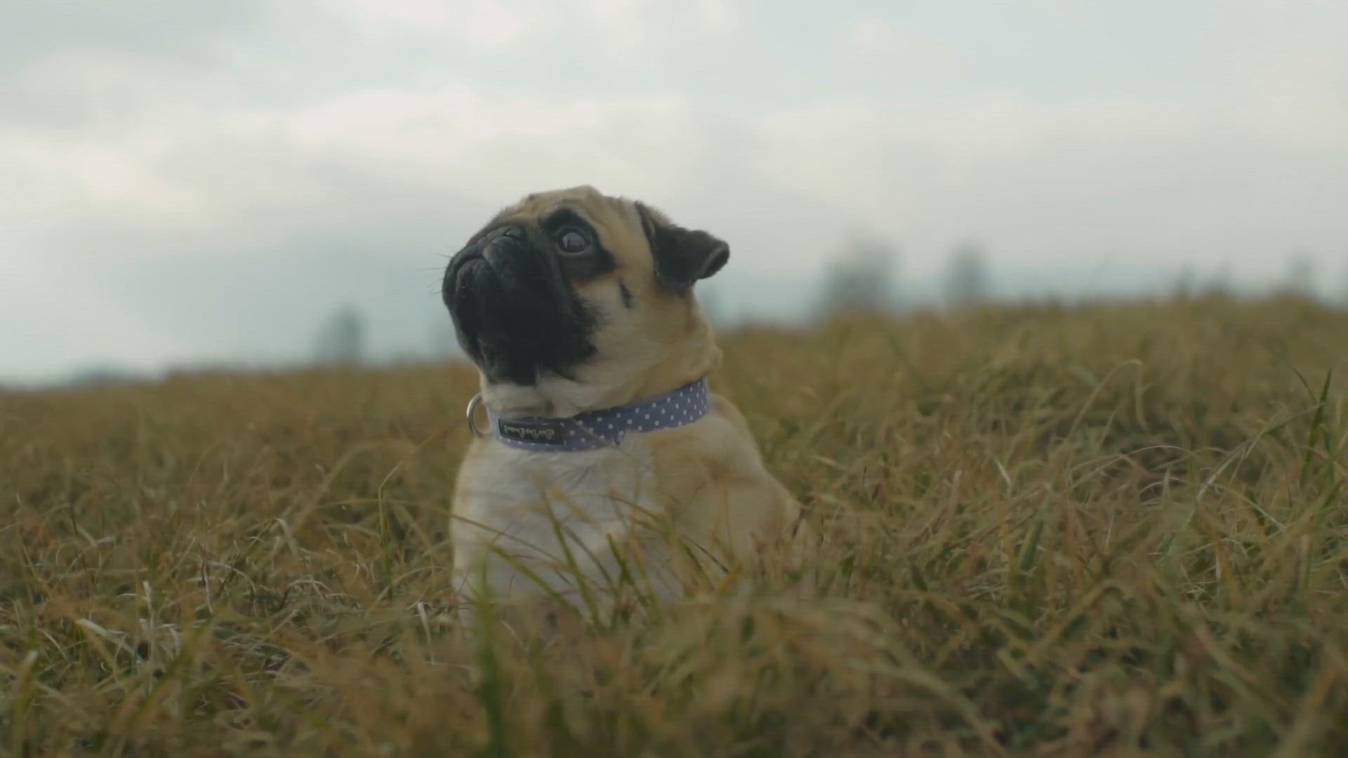 'Video thumbnail for 5 Fun Facts about Puppies'