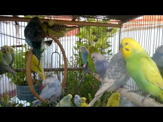 'Video thumbnail for Meet the Gorgeous Mutations Rare Budgie Colors You’ll Love! 💖💛'