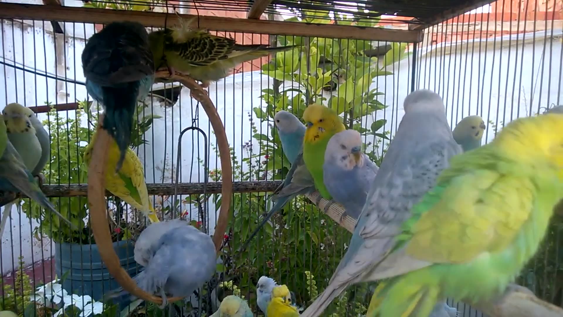 'Video thumbnail for Meet the Gorgeous Mutations Rare Budgie Colors You’ll Love! 💖💛'
