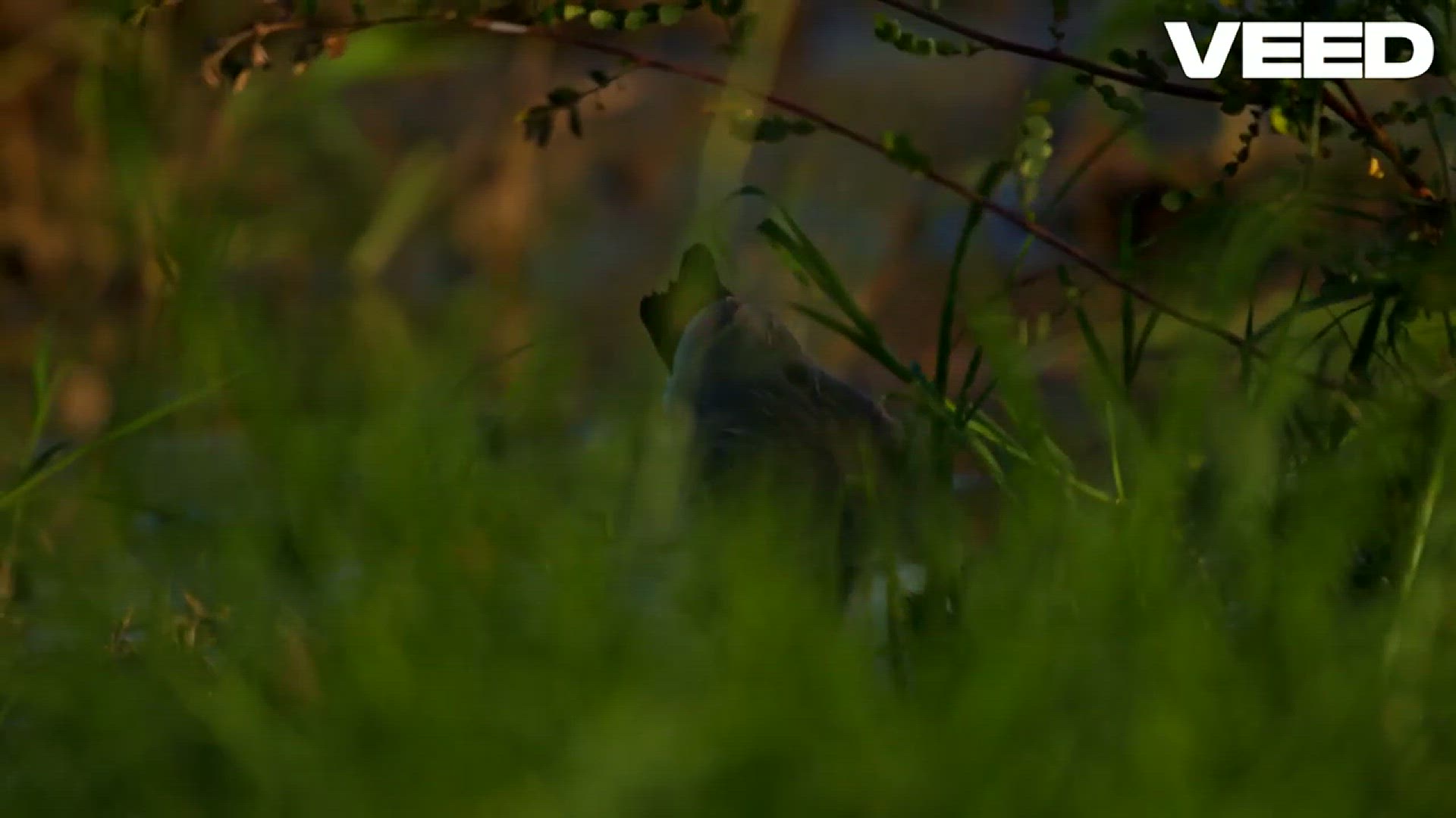 'Video thumbnail for Black-headed ibis Birds'