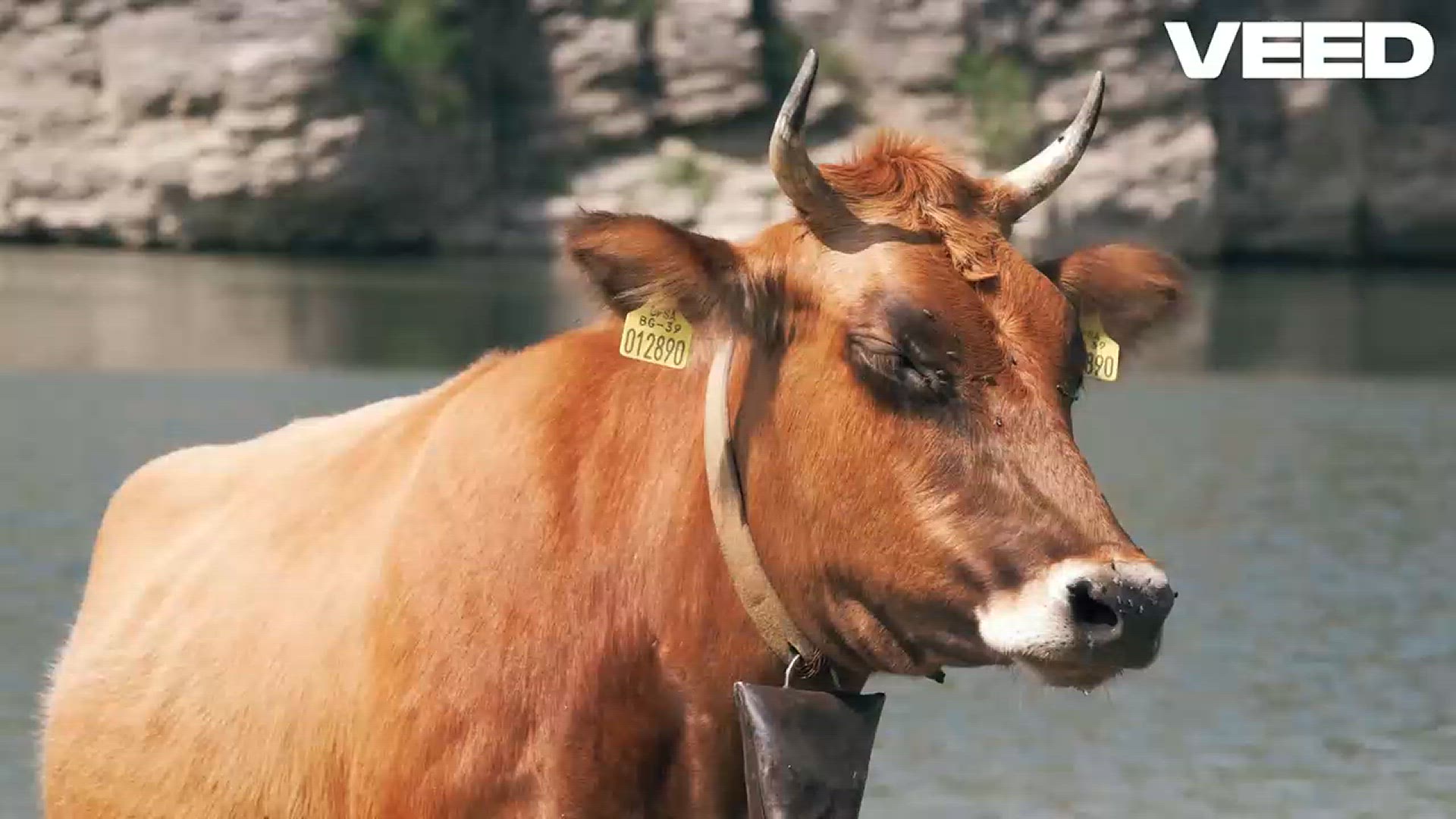 'Video thumbnail for Discover the Fascinating World of Cows-VEED'