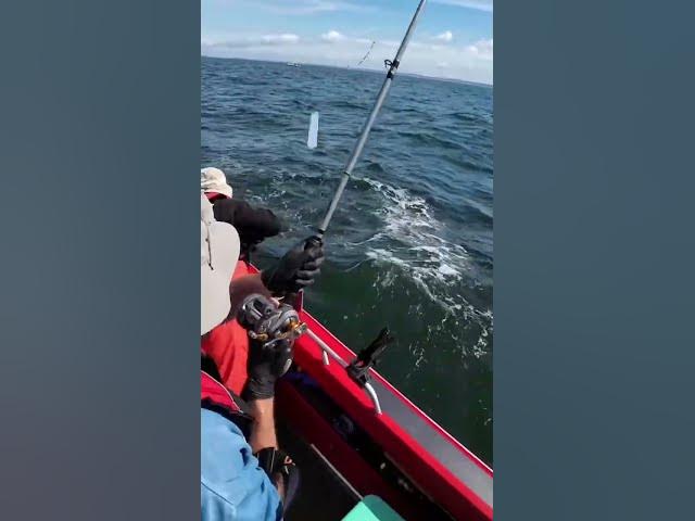 Video thumbnail for Coho on lead droppers produce awesome bites!