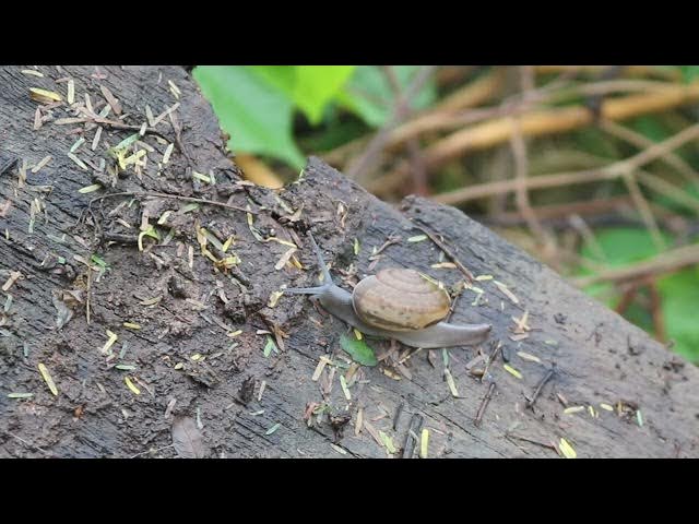 Video thumbnail for Wow white Snail waking after rain