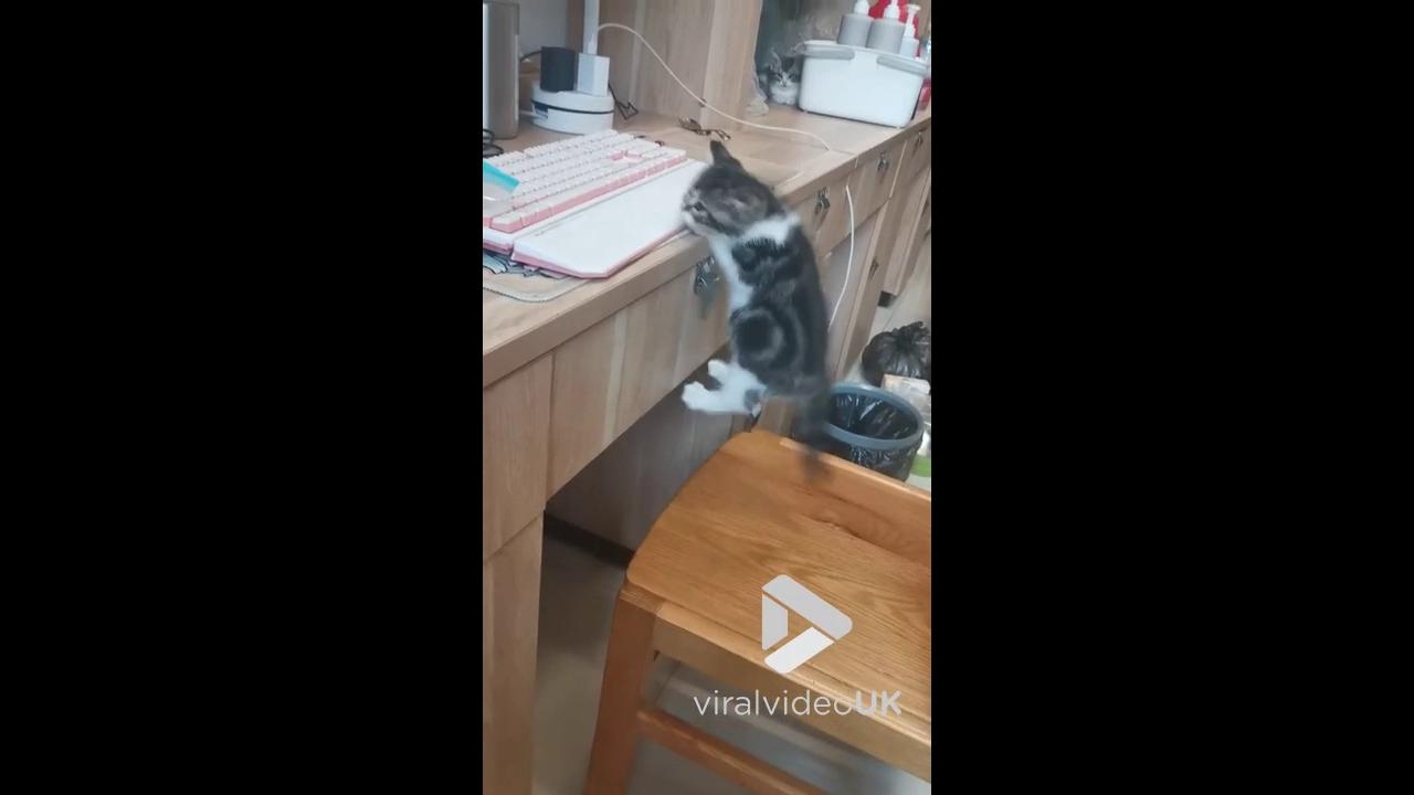 'Video thumbnail for VV4980 Cute kitten bounces of drawer to keep balance'