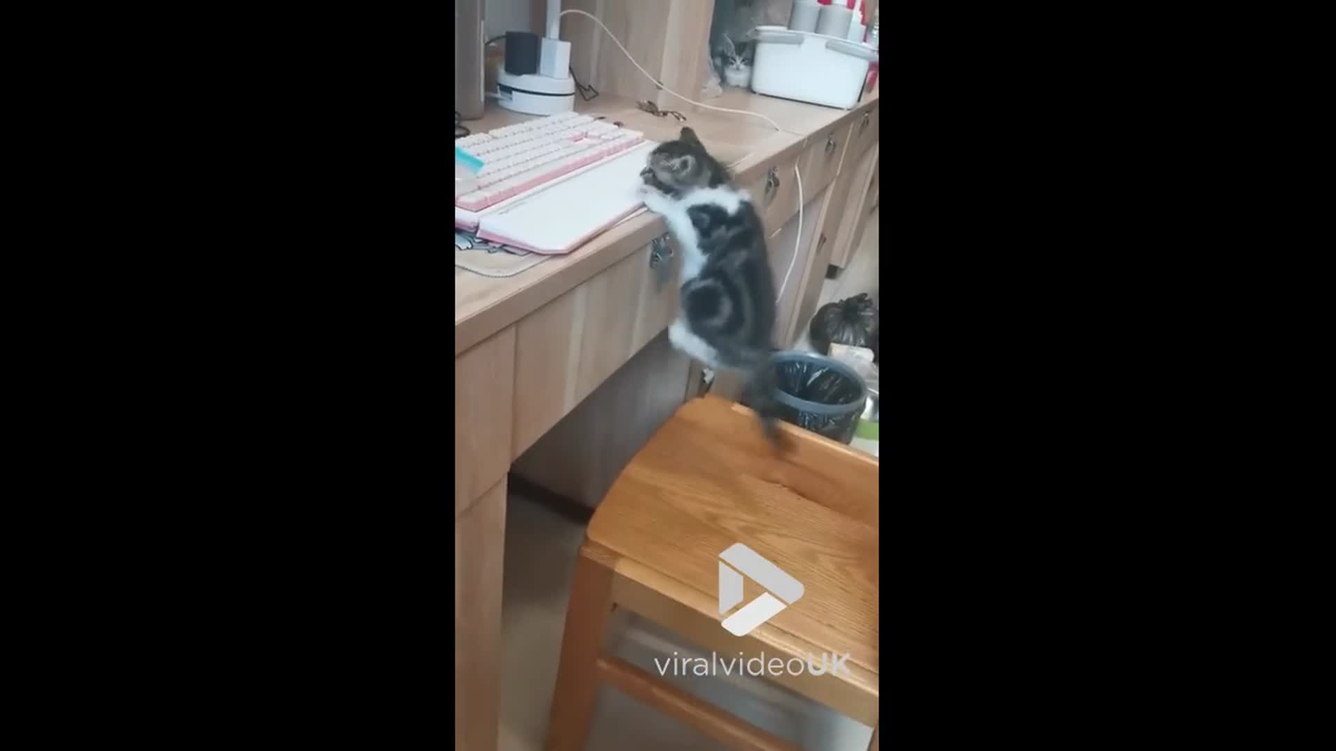 'Video thumbnail for VV4980 Cute kitten bounces of drawer to keep balance'
