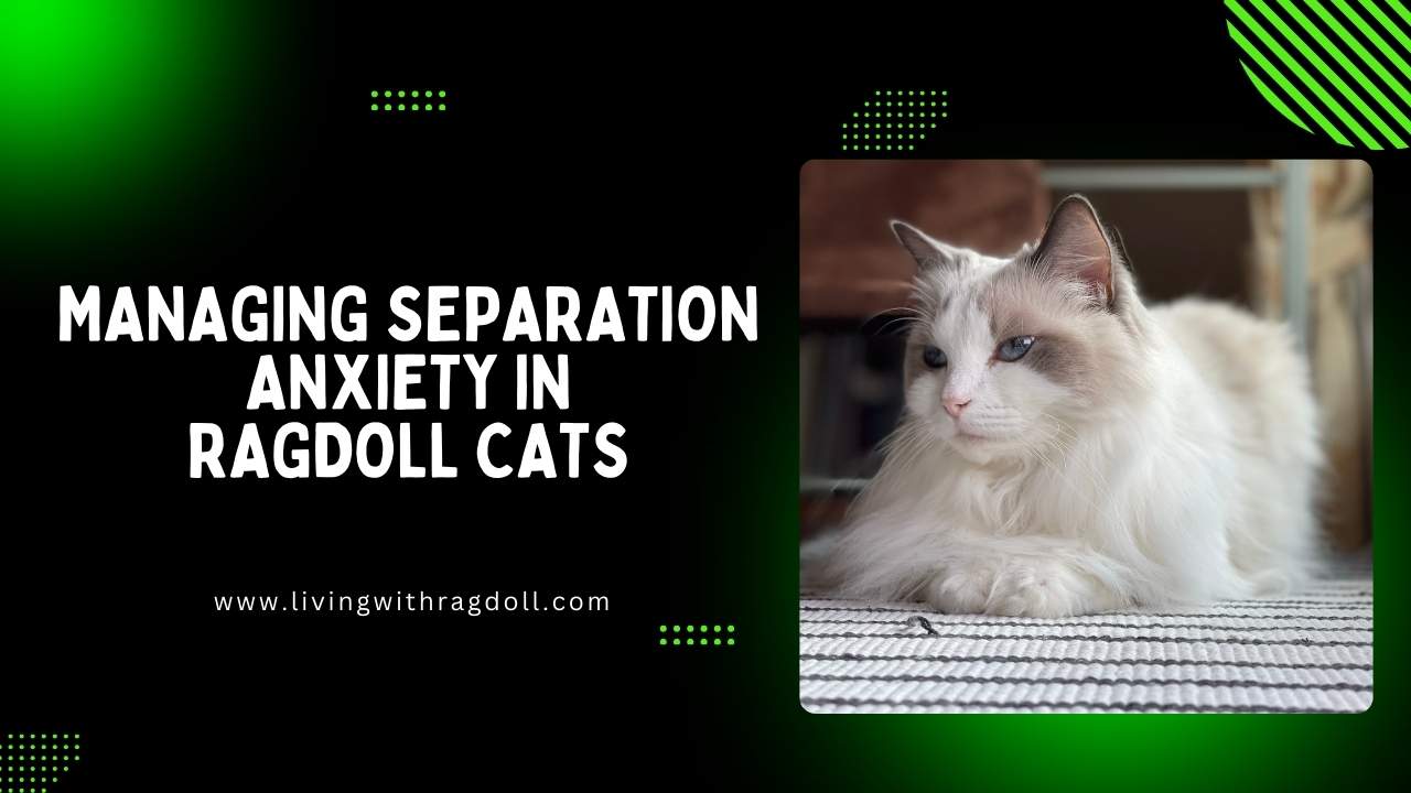 Video thumbnail for Managing Separation Anxiety in Ragdoll Cats
