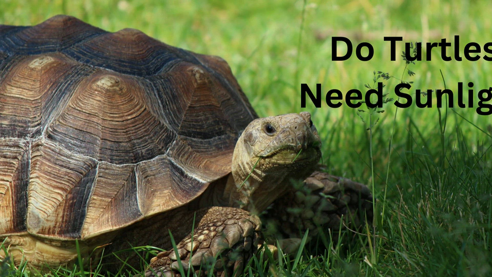 Video thumbnail for Do Turtles Need Sunlight