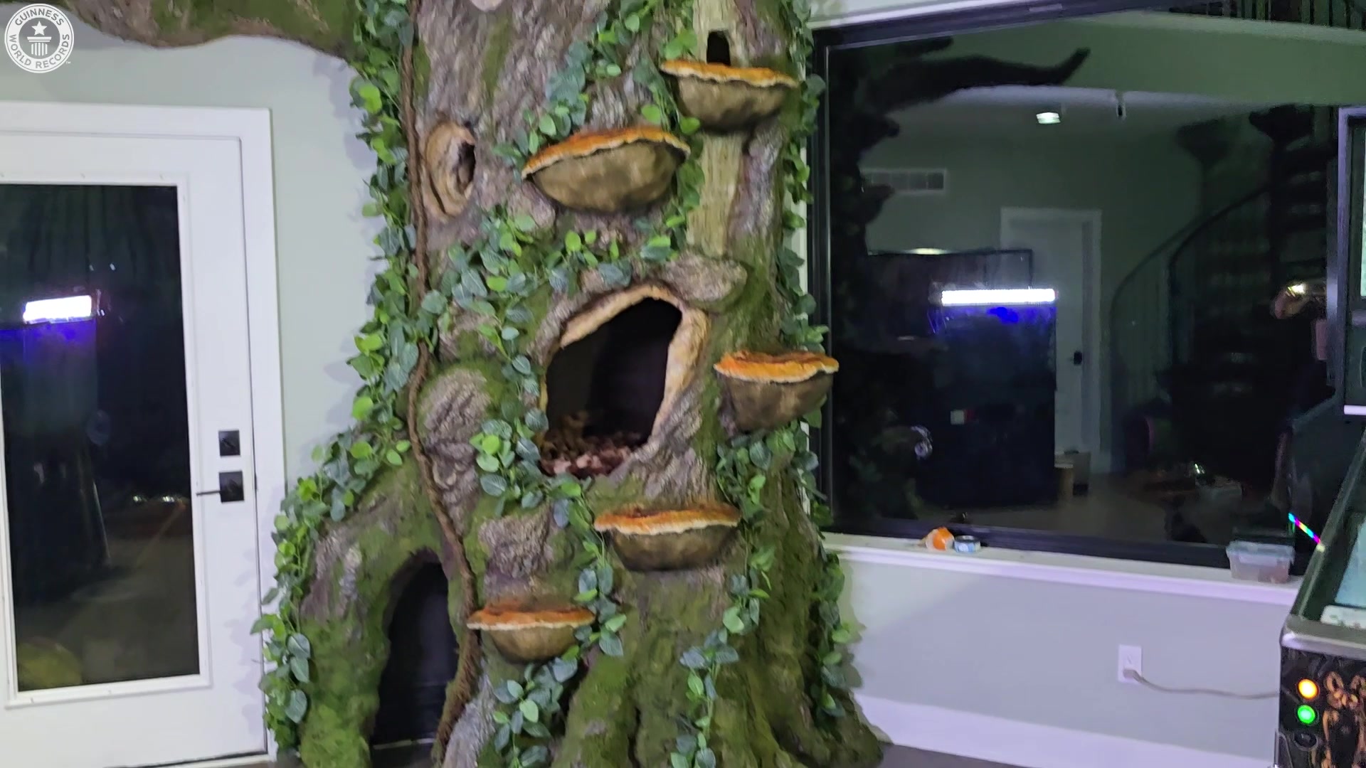 'Video thumbnail for The world's tallest cat needs the tallest scratching tree'
