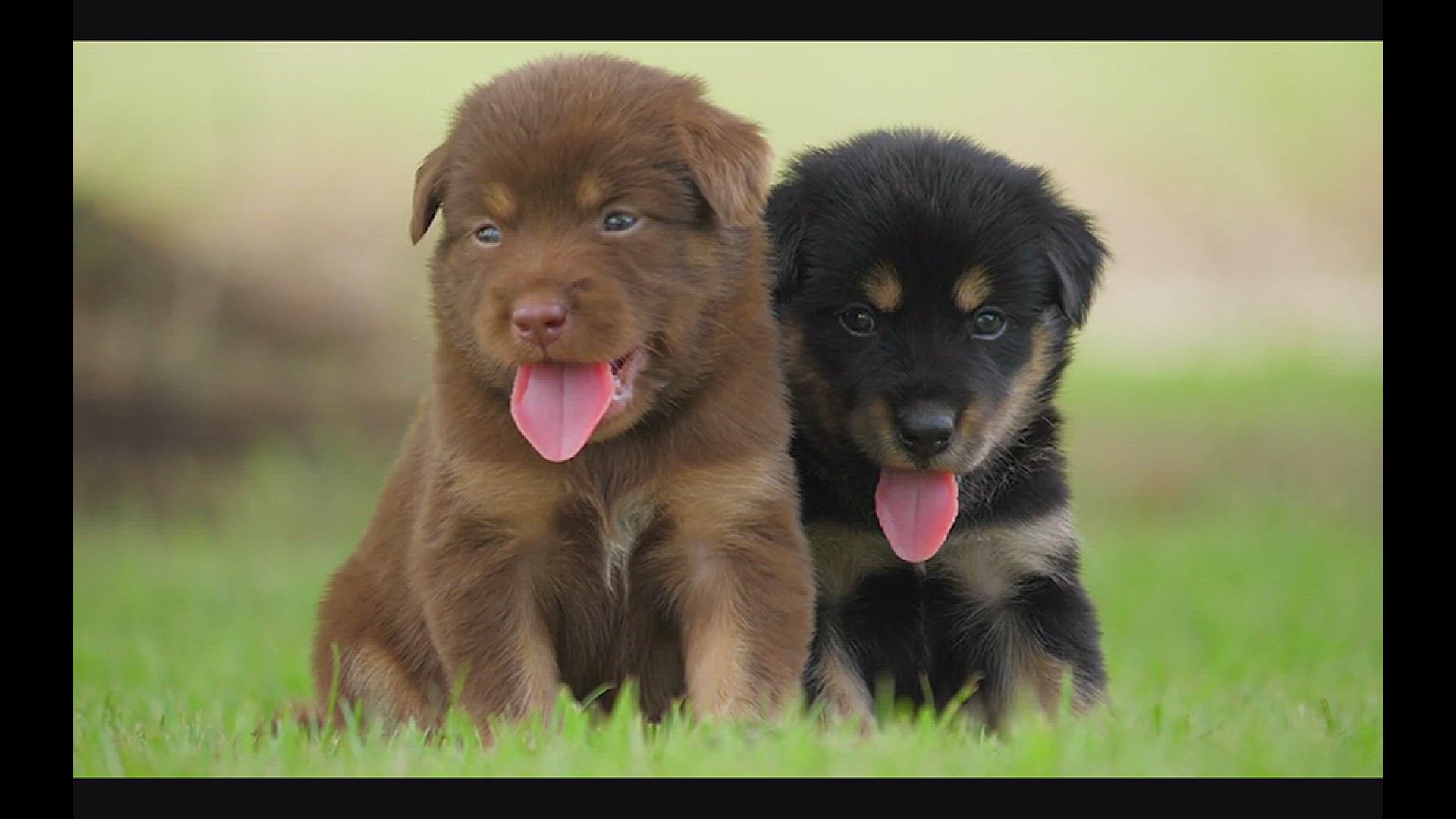 'Video thumbnail for Yawning Puppies: What It Means When They Yawn While You Pet Them!'