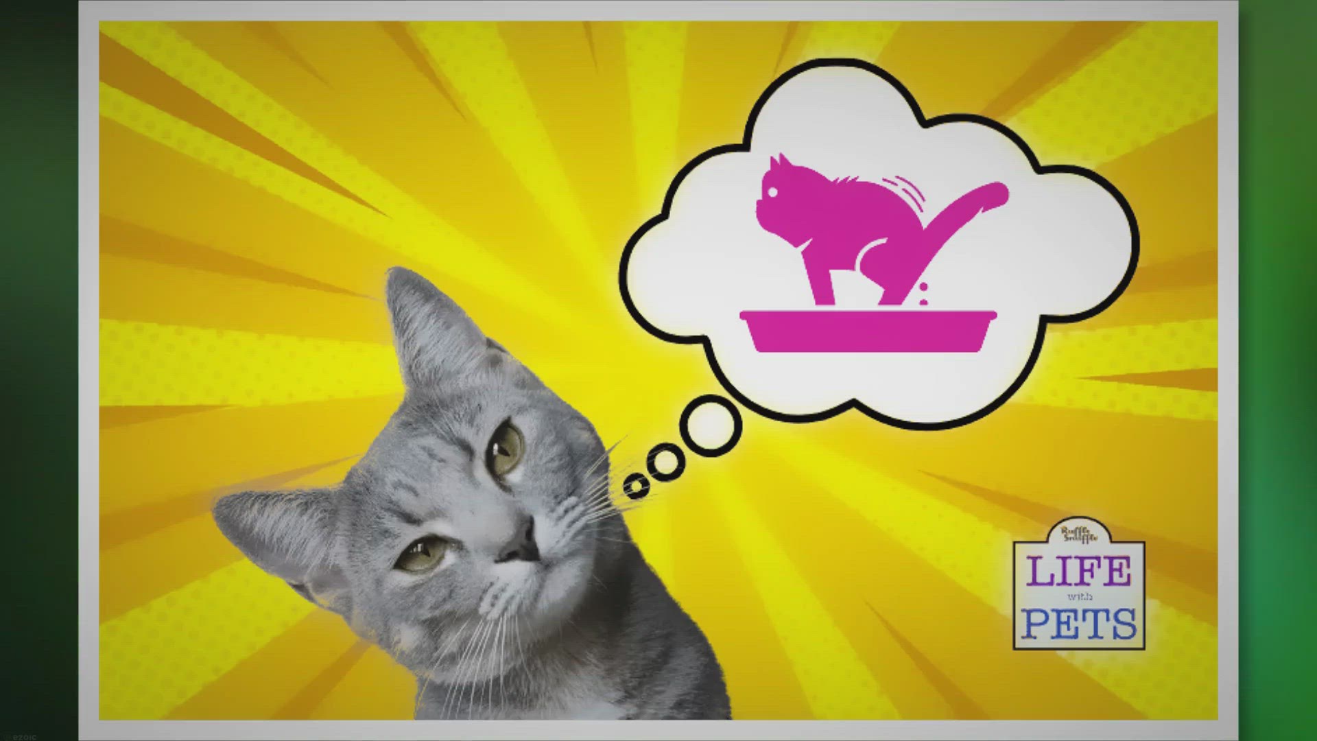 Video thumbnail for How To Find The Best Litter Box For Your Cat • 2023 Ruffle Snuffle