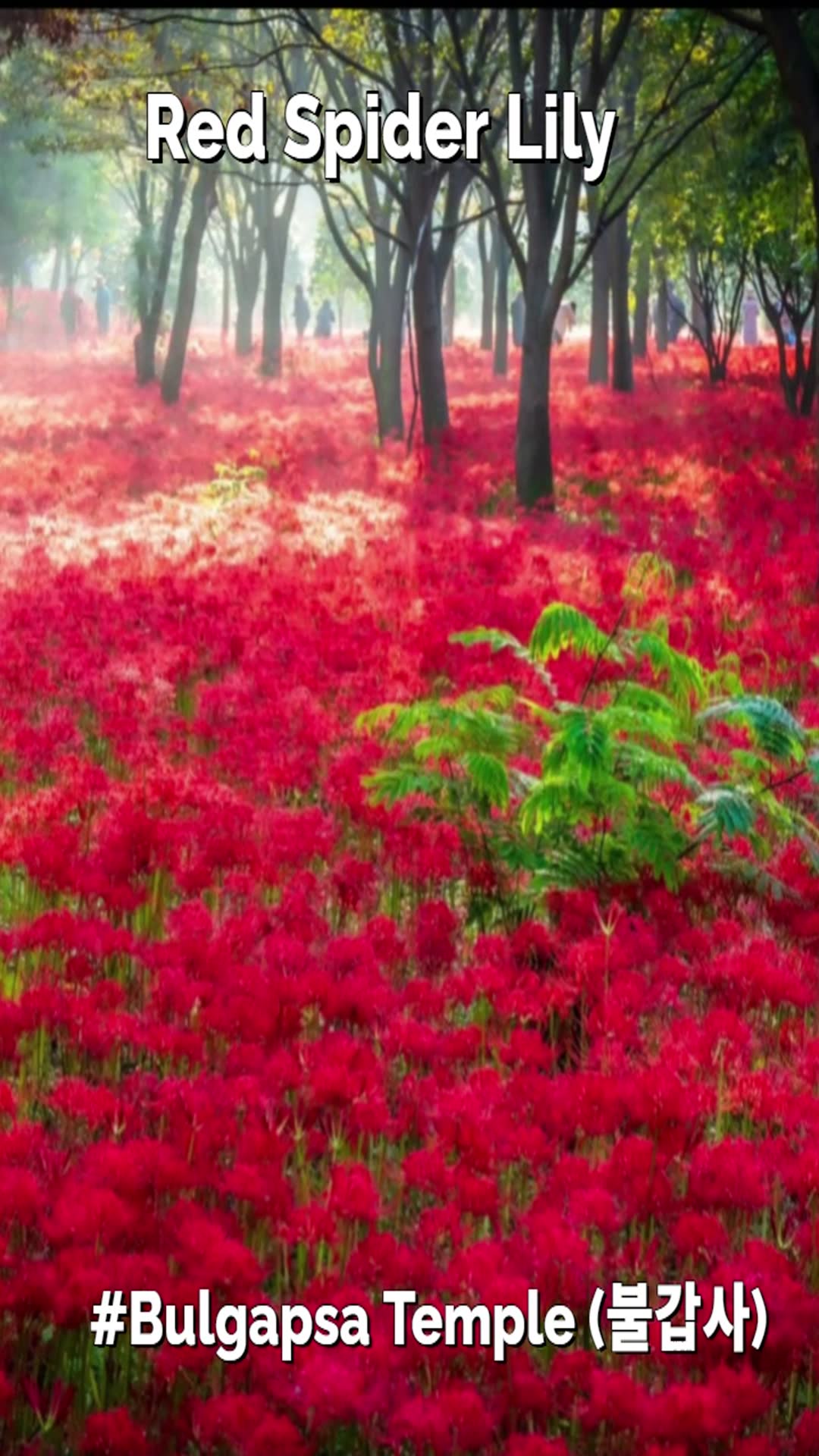 Video thumbnail for Red Spider Lily Festival Korea -Bulgapsa