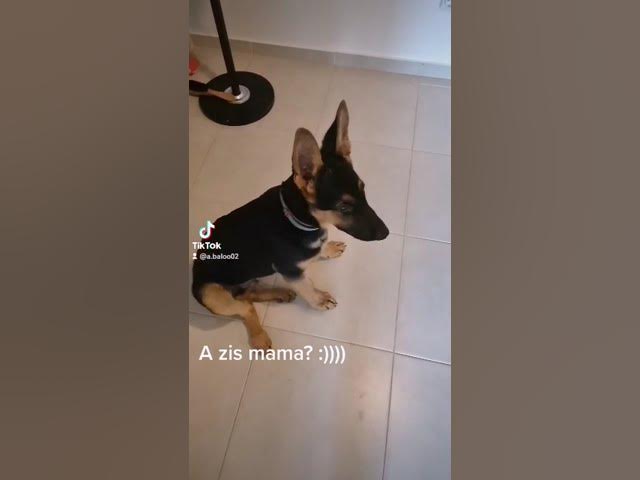 'Video thumbnail for #dog #happydog #germanshepherd #happy #gsdpuppy #gsd #puppy'