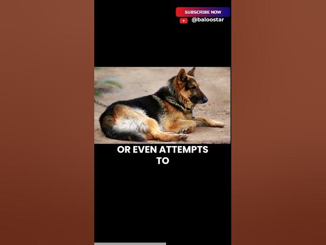 'Video thumbnail for Neglecting Their Need for Companionship #germanshepherd #gsd #blog'